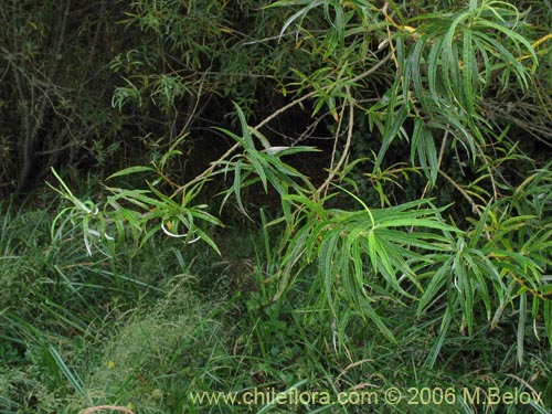 Imágen de Salix viminalis (Sauce mimbre). Haga un clic para aumentar parte de imágen.